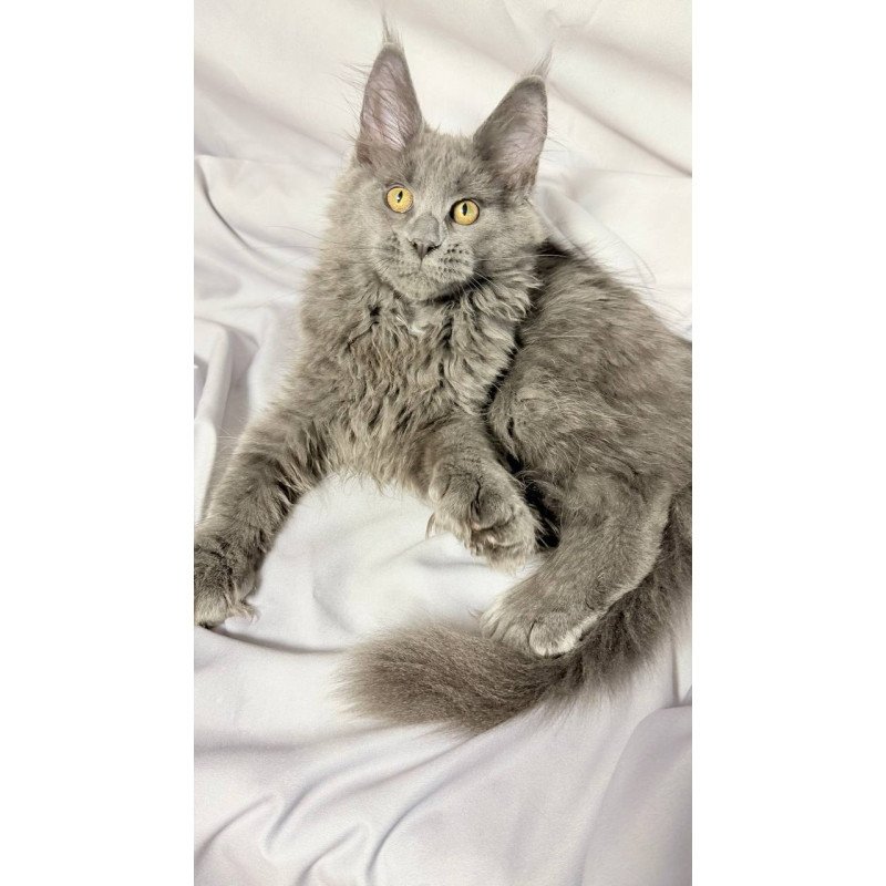 Maine Coon NOV Fablette Polydactyl