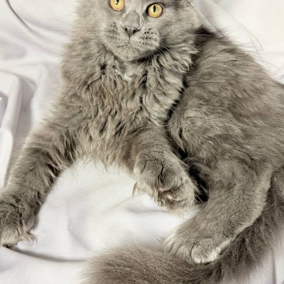 Maine Coon NOV Fablette Polydactyl