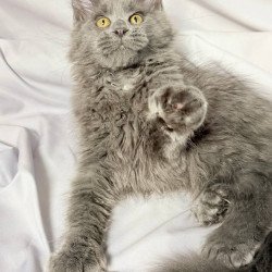 Maine Coon NOV Fablette...