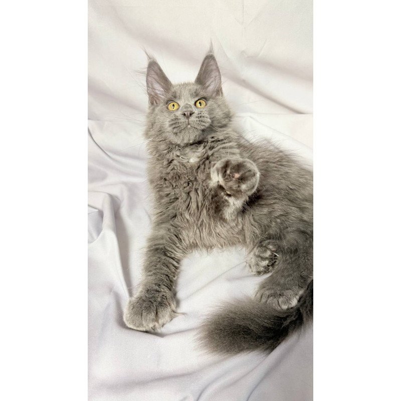 Maine Coon NOV Fablette Polydactyl
