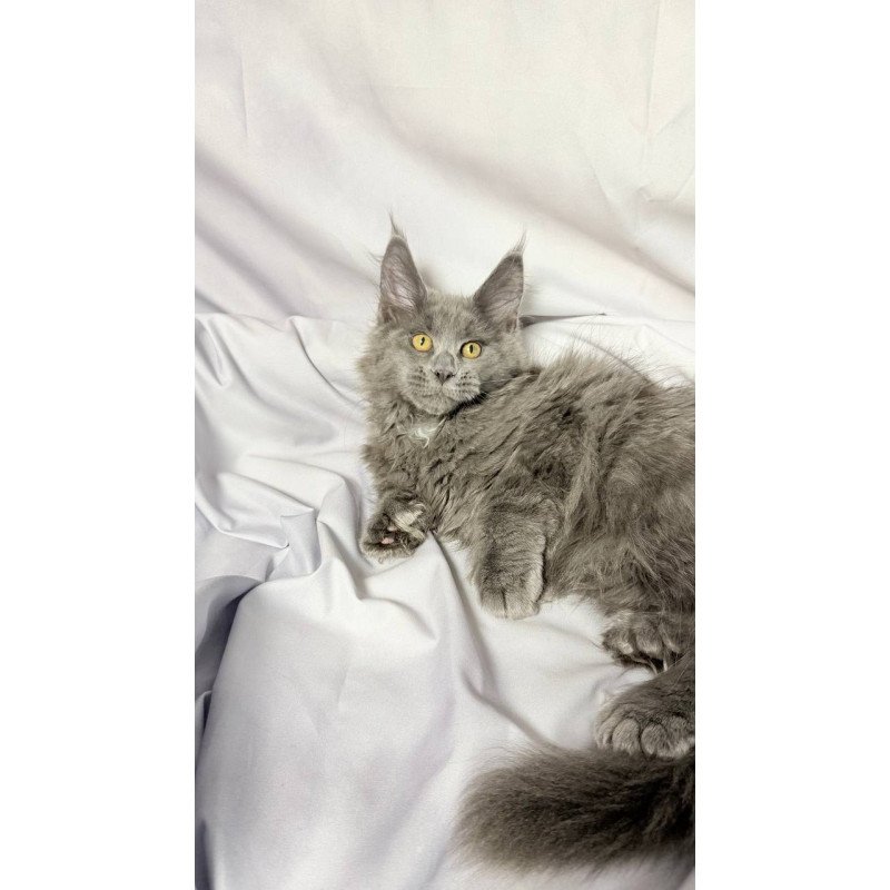 Maine Coon NOV Fablette Polydactyl