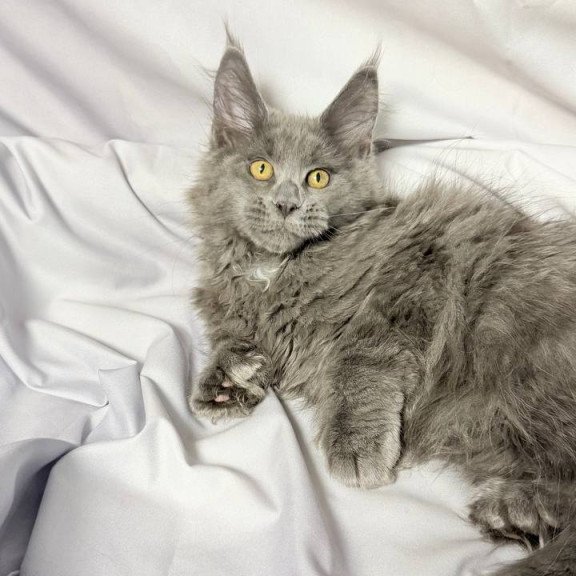 Maine Coon NOV Fablette Polydactyl