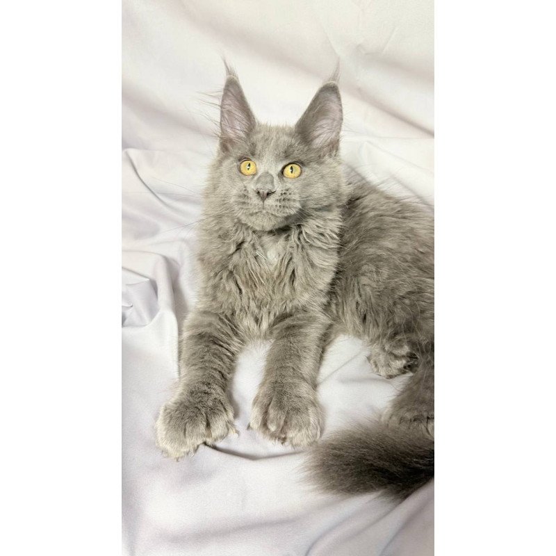 Maine Coon NOV Fablette Polydactyl