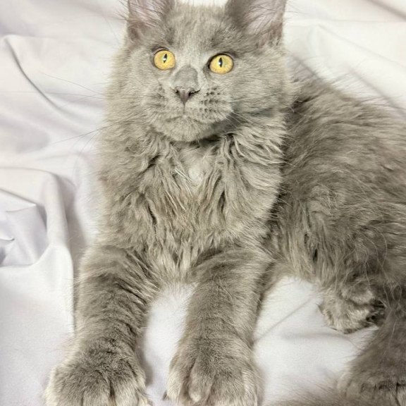 Maine Coon NOV Fablette Polydactyl