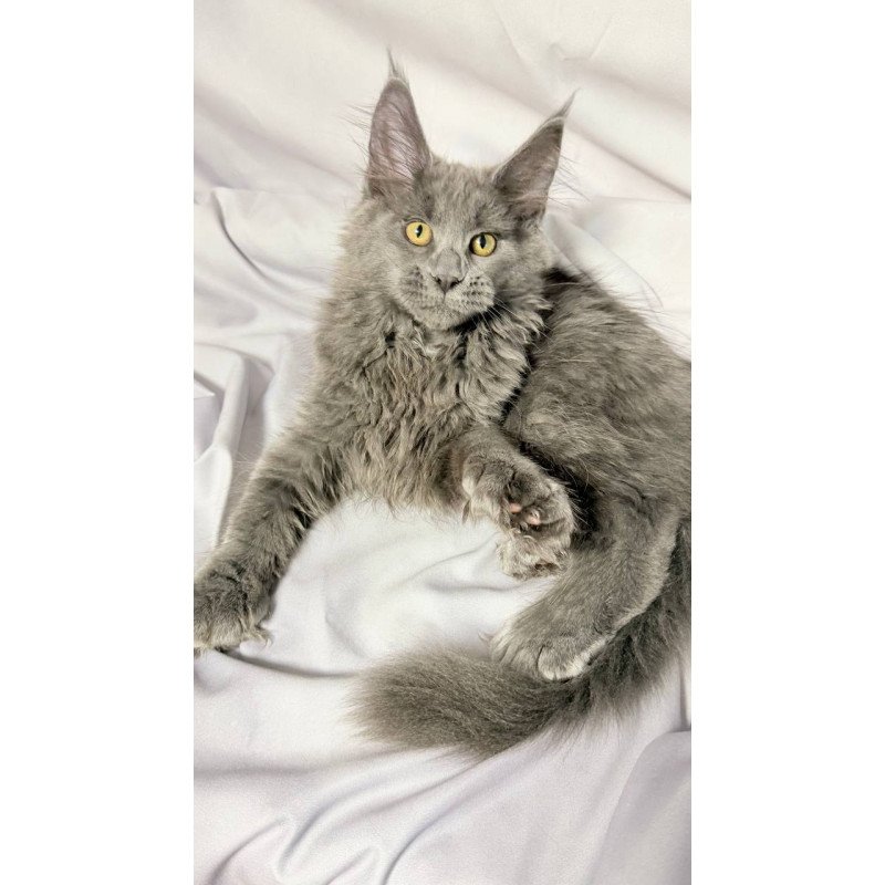 Maine Coon NOV Fablette Polydactyl