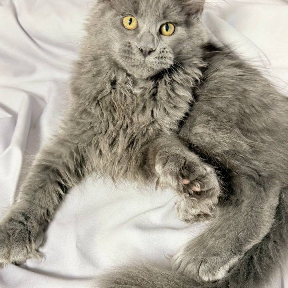 Maine Coon NOV Fablette Polydactyl