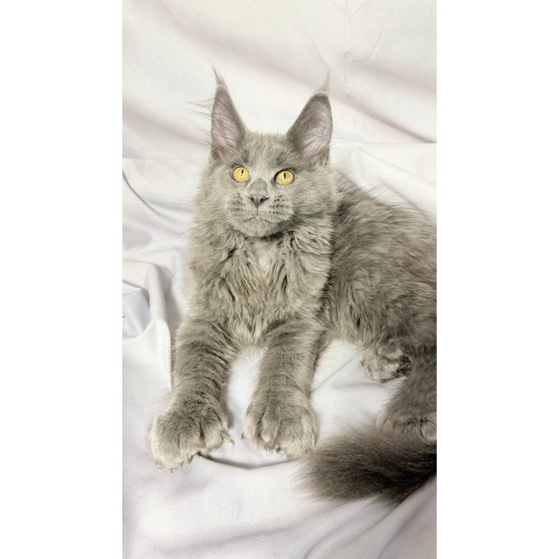 Maine Coon NOV Fablette Polydactyl
