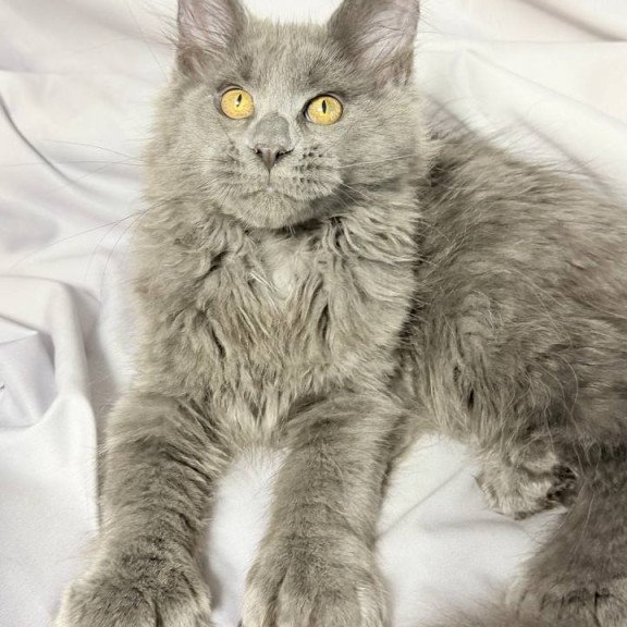 Maine Coon NOV Fablette Polydactyl