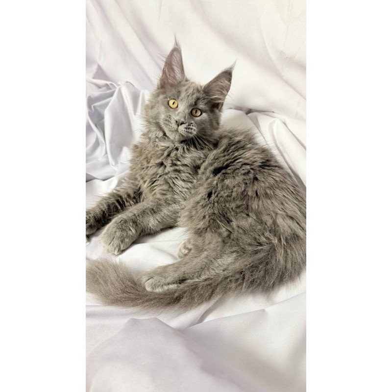 Maine Coon NOV Fablette Polydactyl