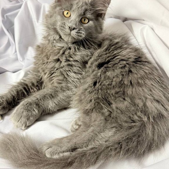 Maine Coon NOV Fablette Polydactyl