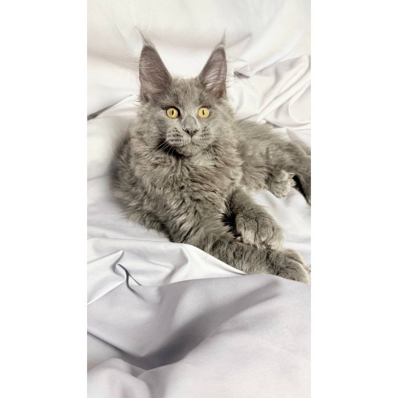 Maine Coon NOV Fablette Polydactyl