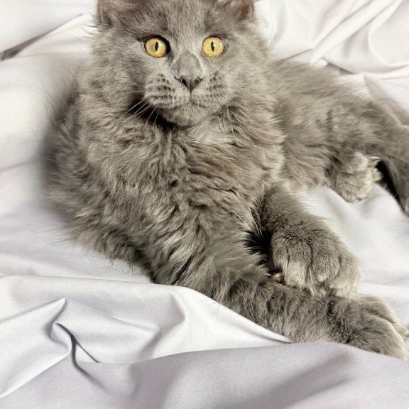 Maine Coon NOV Fablette Polydactyl