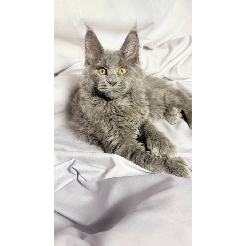 Maine Coon NOV Fablette Polydactyl