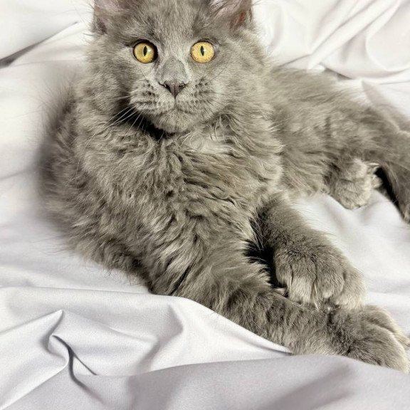 Maine Coon NOV Fablette Polydactyl