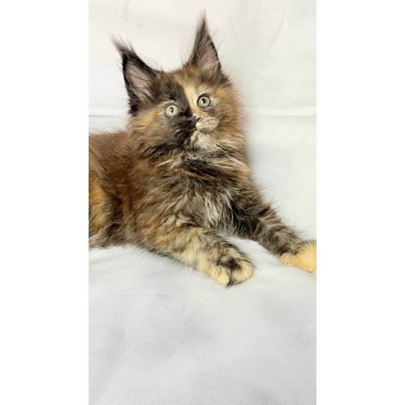 Maine Coon NOV Magnolia