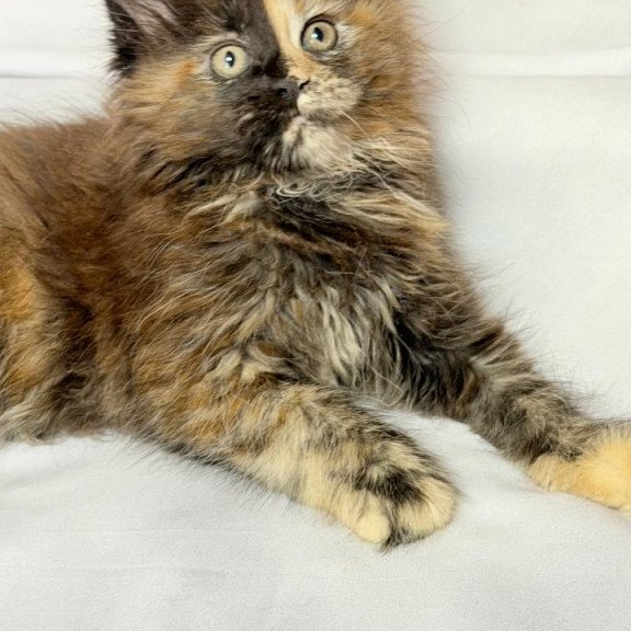 Maine Coon NOV Magnolia