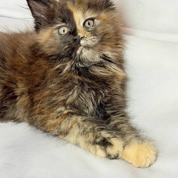 Maine Coon NOV Magnolia