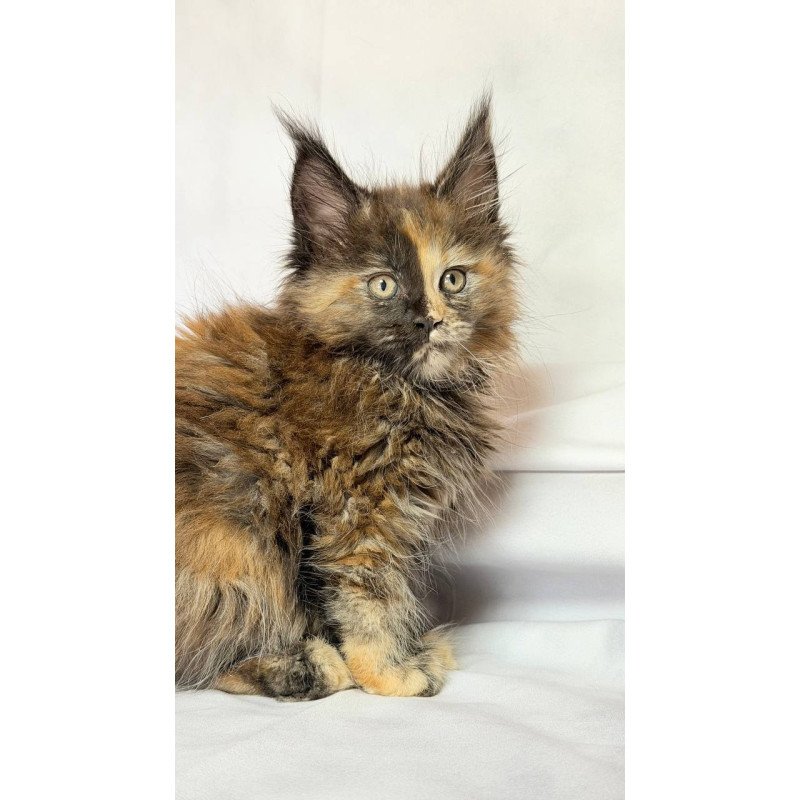 Maine Coon NOV Magnolia