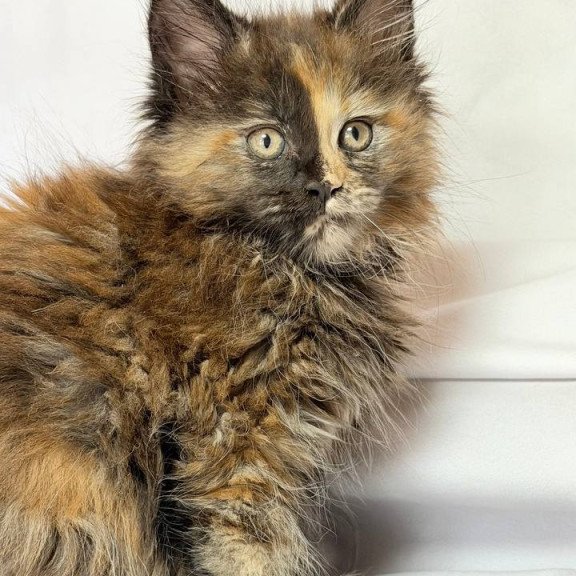 Maine Coon NOV Magnolia