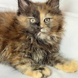 Maine Coon NOV Magnolia