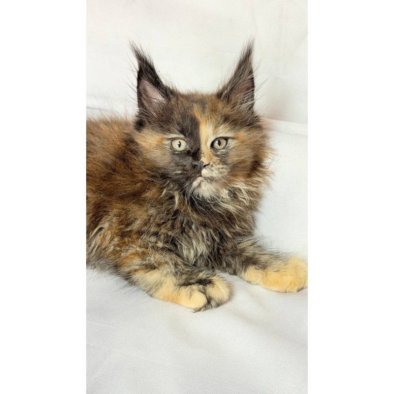 Maine Coon NOV Magnolia