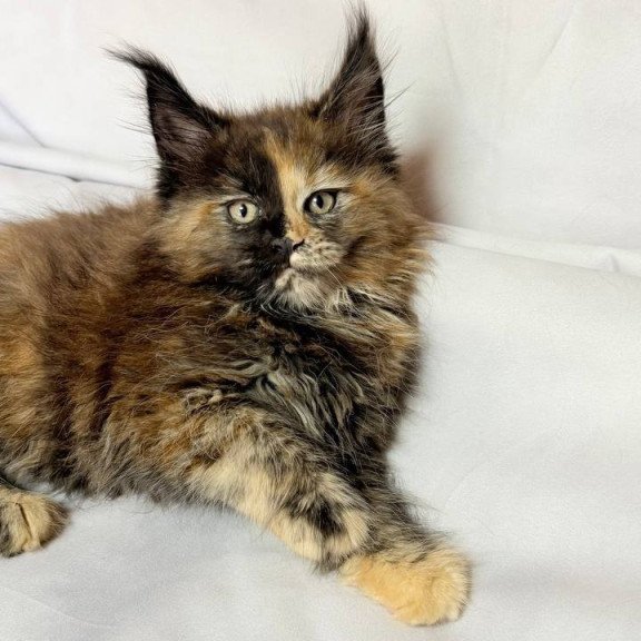 Maine Coon NOV Magnolia