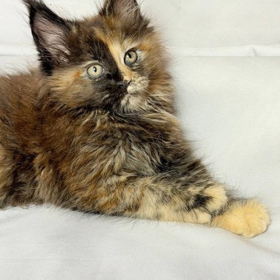Maine Coon NOV Magnolia