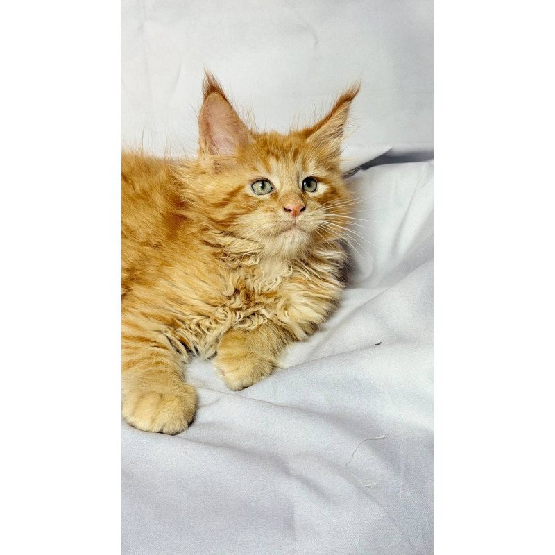 Maine Coon NOV Maximilian