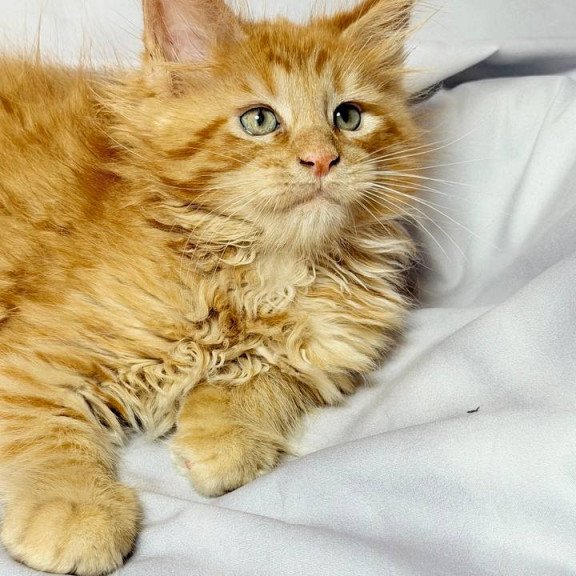 Maine Coon NOV Maximilian