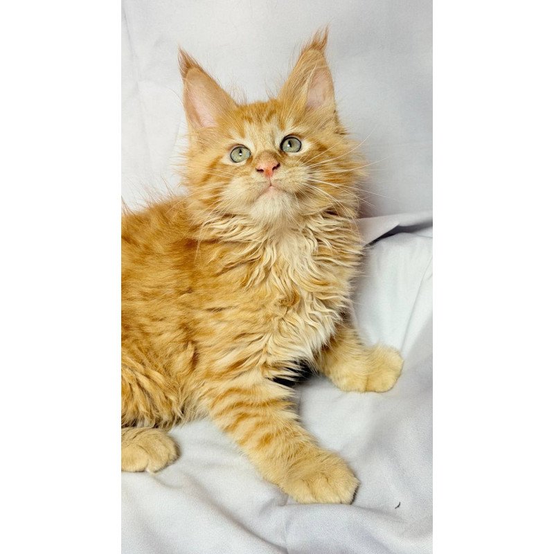 Maine Coon NOV Maximilian
