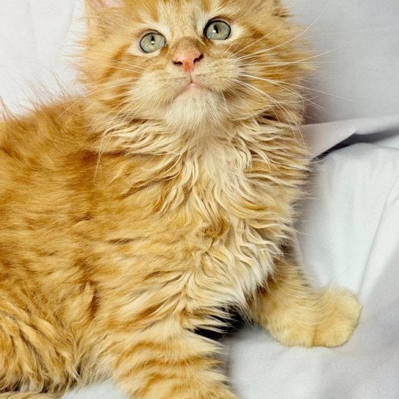 Maine Coon NOV Maximilian