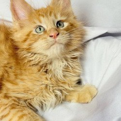 Maine Coon NOV Maximilian