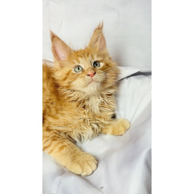 Maine Coon NOV Maximilian