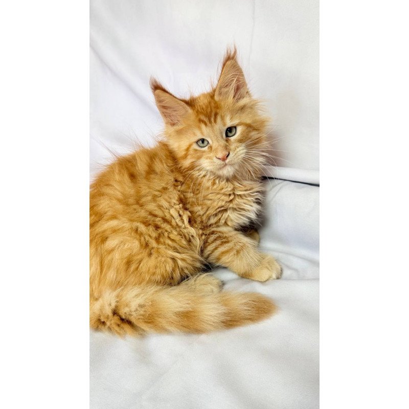 Maine Coon NOV Maximilian