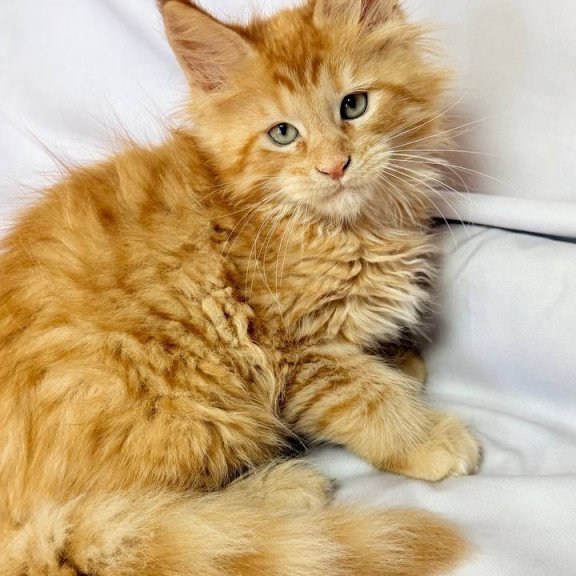 Maine Coon NOV Maximilian