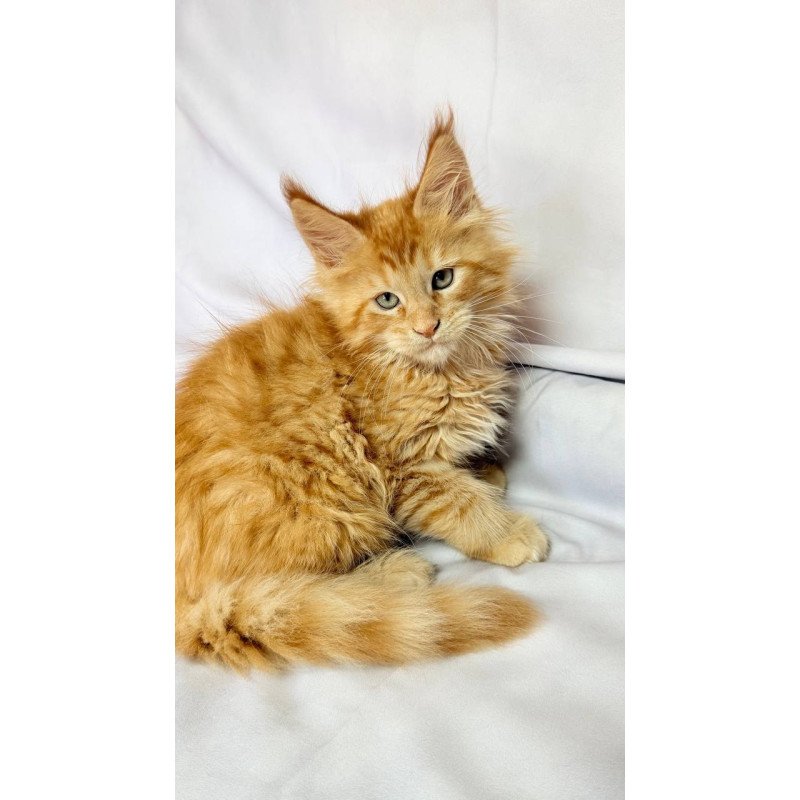 Maine Coon NOV Maximilian