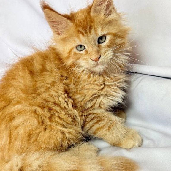 Maine Coon NOV Maximilian