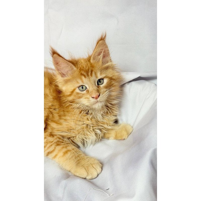 Maine Coon NOV Maximilian