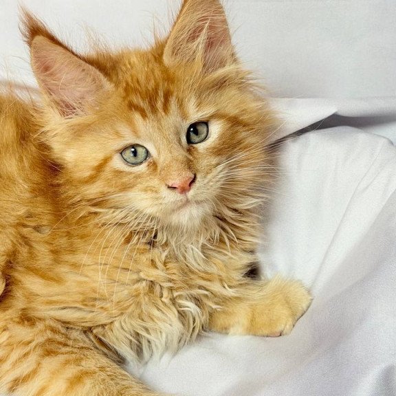 Maine Coon NOV Maximilian
