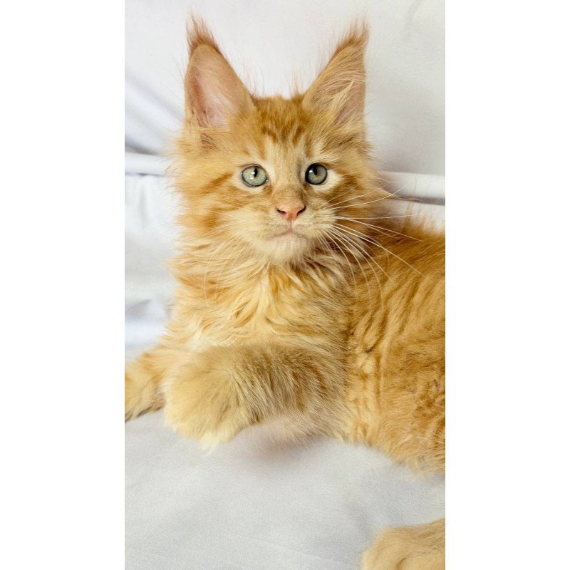Maine Coon NOV Maximilian