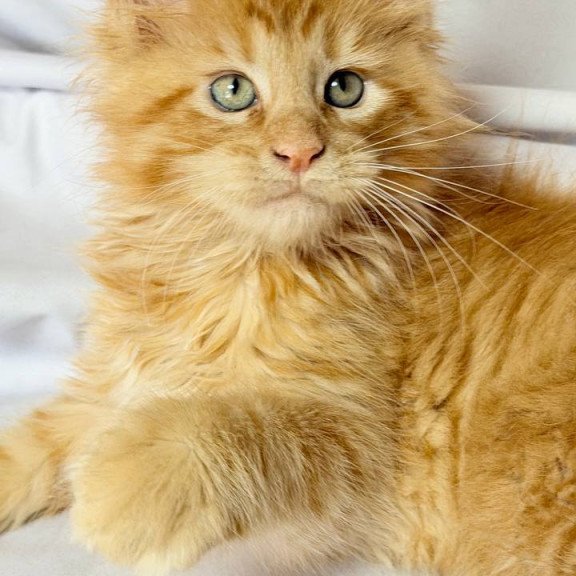 Maine Coon NOV Maximilian