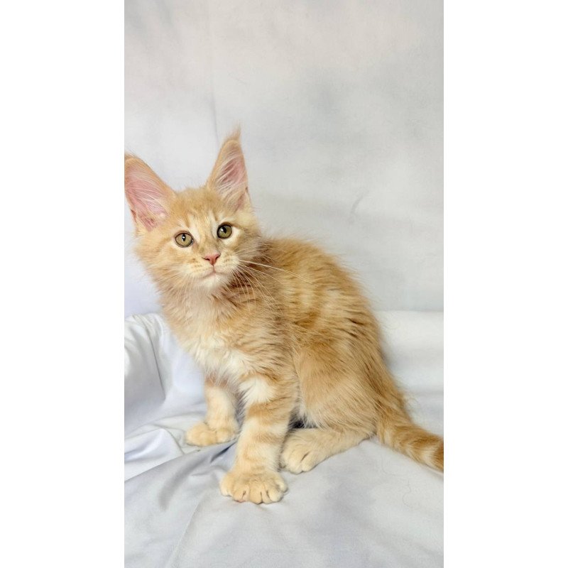 Maine Coon NOV Lyndon Polydactyl