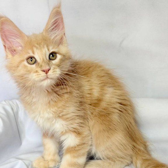 Maine Coon NOV Lyndon Polydactyl