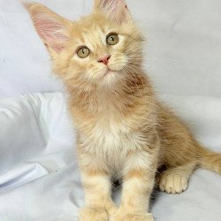 Maine Coon NOV Lyndon...