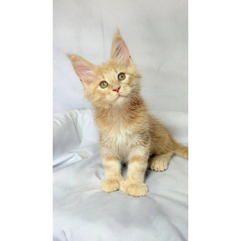 Maine Coon NOV Lyndon Polydactyl