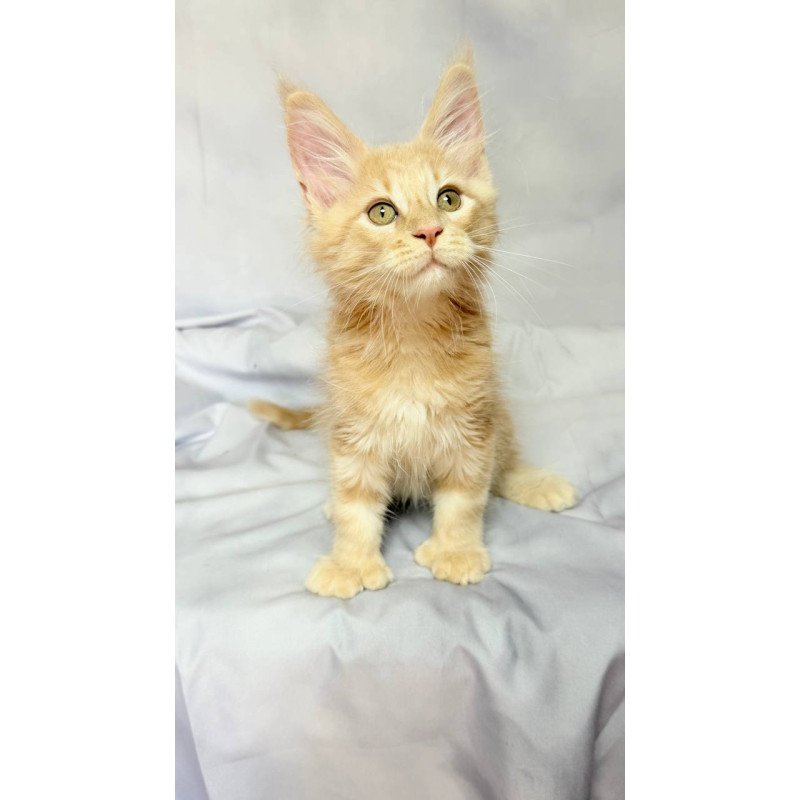 Maine Coon NOV Lyndon Polydactyl