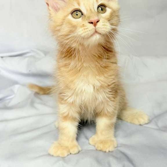 Maine Coon NOV Lyndon Polydactyl
