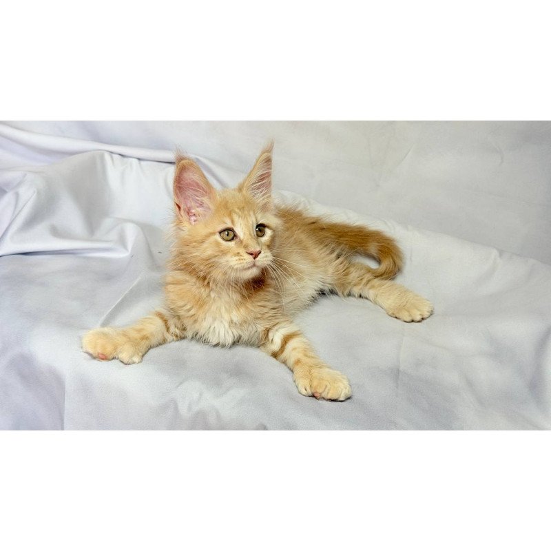 Maine Coon NOV Lyndon Polydactyl