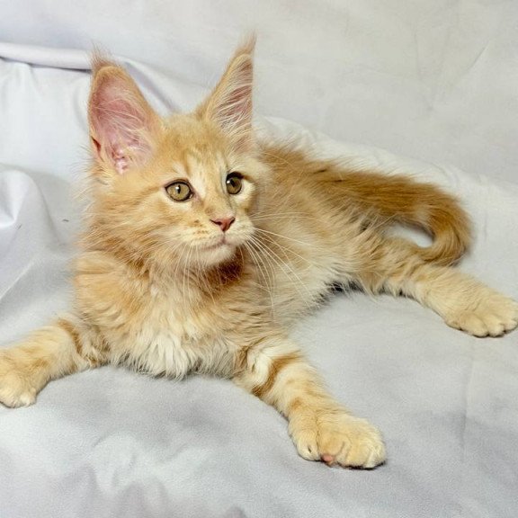 Maine Coon NOV Lyndon Polydactyl