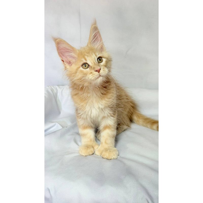 Maine Coon NOV Lyndon Polydactyl